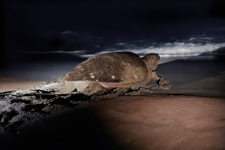 Green Pacific & Olive Ridley Turtle Nesting Tour from Tamarindo - Native's Way Costa Rica Tours & Packages